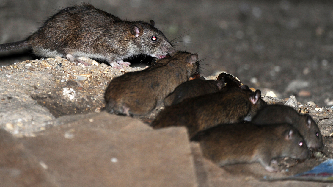 Invasión de ratas en la calle Segunda de Santiago, Veraguas - Crítica