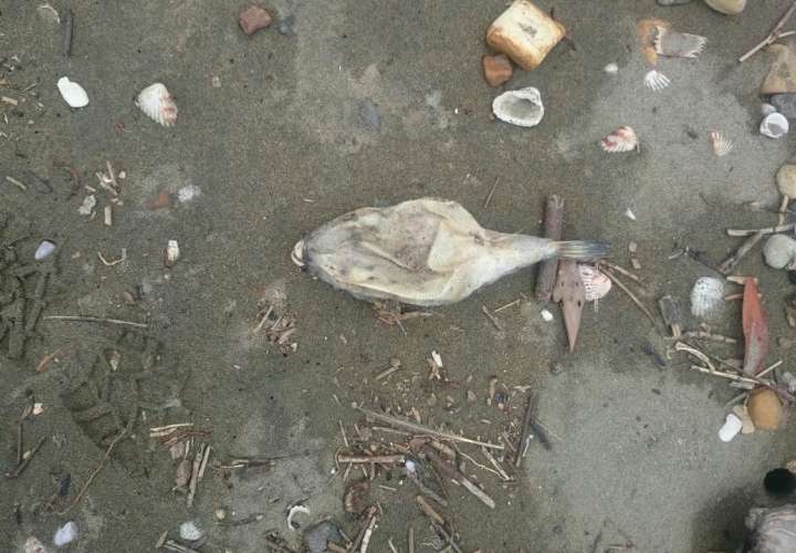 Hallan especies marinas muertas en Playa Bella y La Colorada