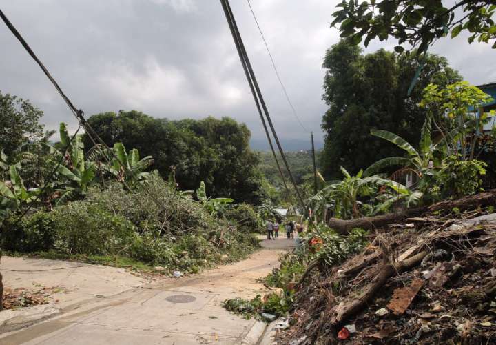 Vista del área en donde qyer se desplomó un árbol sobre una casa en San Miguelito.  /  Foto: Jesús Simmons