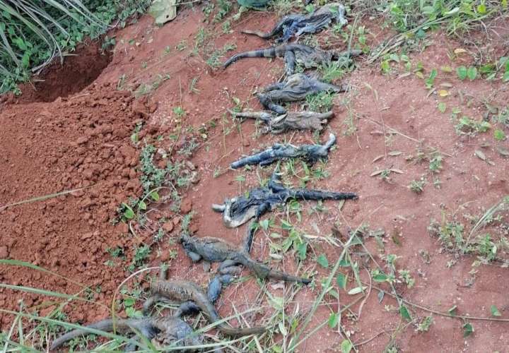 Encuentran 10 iguanas decapitadas en quebrada en La Chorrera