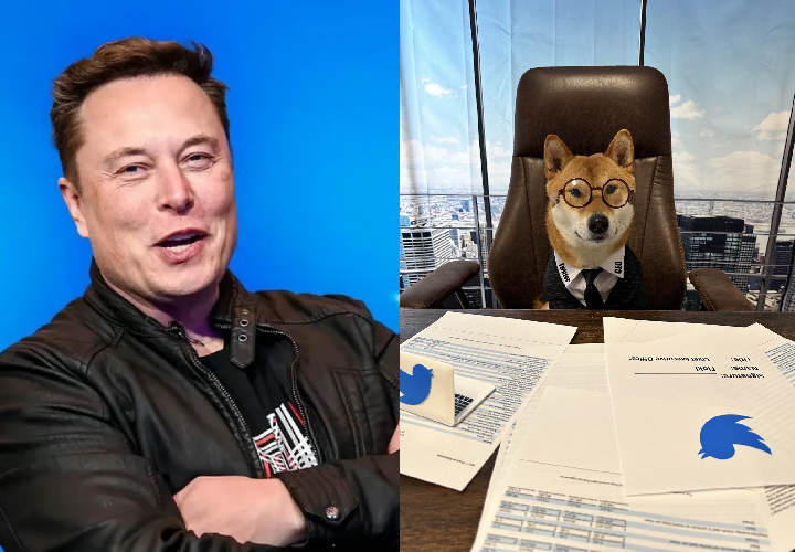 Elon Musk nombra a su perrita vicepresidenta de Twitter