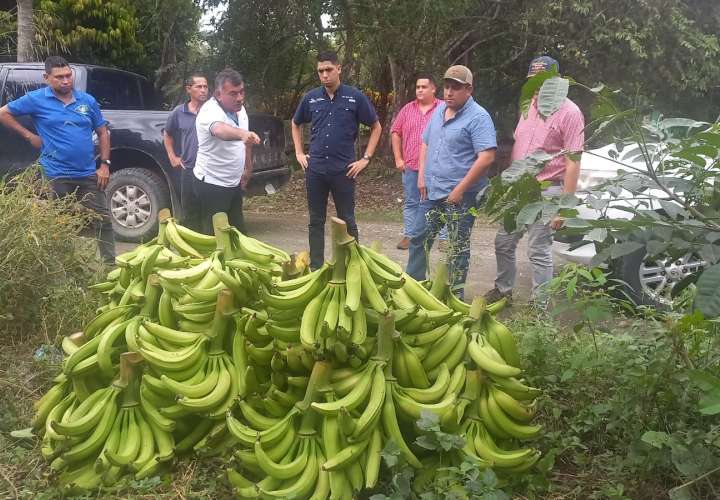Productores de plátano 