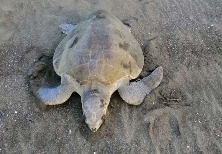  Unas 2, 500 tortugas marinas arriban a Isla Cañas en Los Santos