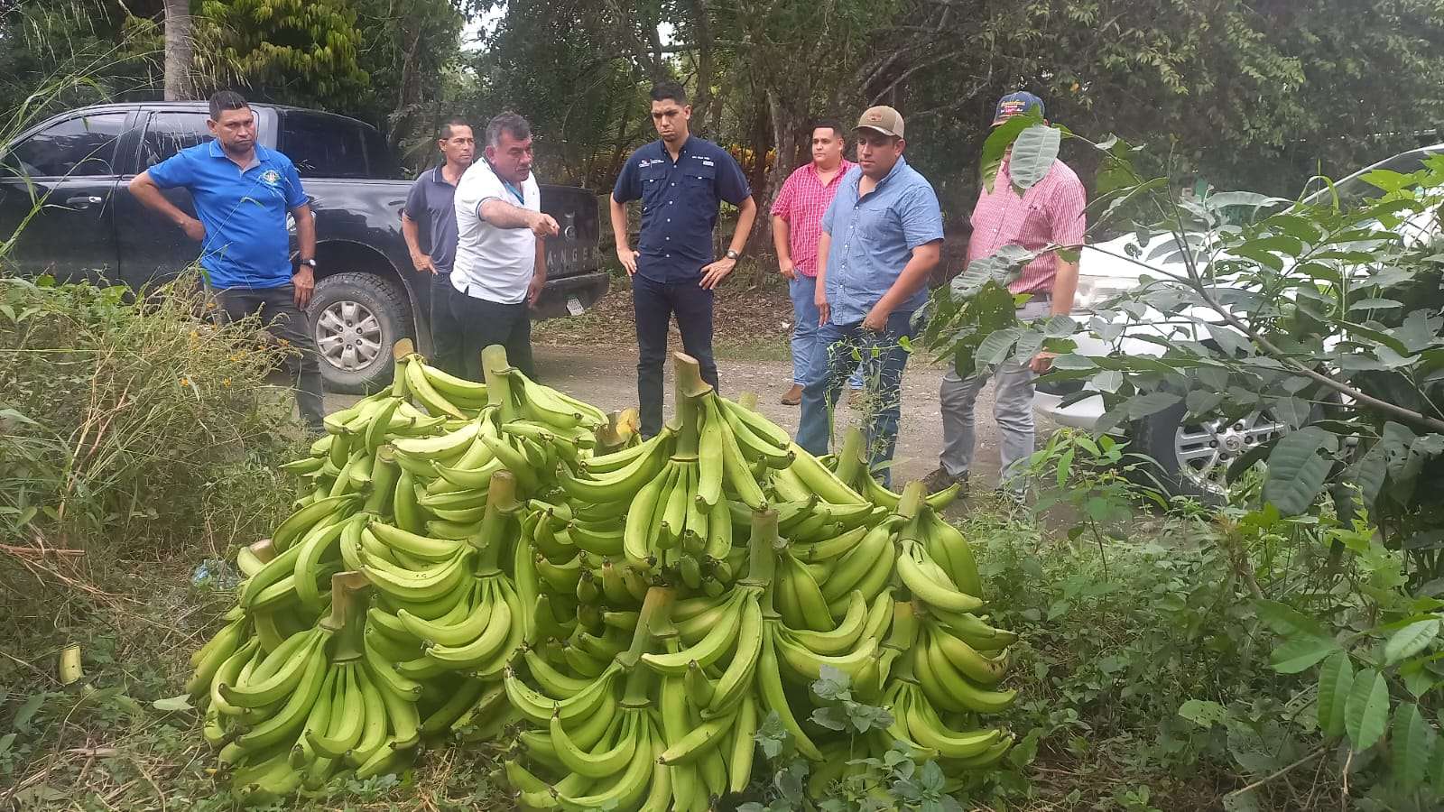 Productores de plátano 