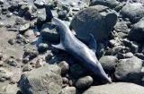 Detectan delfines varados en playa La Candelaria de Los Santos