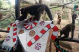 Animales del zoológico de Cali reciben un banquete con regalos navideños