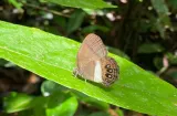 Describen una nueva especie de mariposa en la Amazonía ecuatoriana