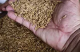 Certificación de semillas de arroz genera ingresos por $18 millones