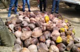 Implementan programa para incrementar la producción del coco en Colón