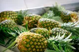 Exportaciones de piña superan los 905.4 millones de dólares