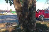 Conductores en riesgo por árbol de gran tamaño en una calle de Santiago 