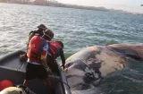 Sacan ballena muerta del Muelle 16 en Balboa