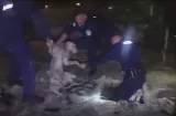 Rescate nocturno: Salvan perro que cayó en un tanque de aguas negras