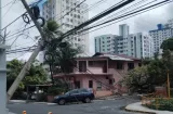 Viejo árbol cae sobre cables eléctricos y deja sin luz Carrasquilla 