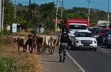 Seguridad vial en Los Santos en riesgo por animales sueltos en las carreteras