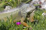 En Miami piden muerte digna para 2,000 iguanas congeladas por fuerte frío