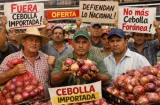 Productores molestos exigen retirar cebolla importada de supermercados