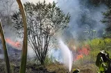 Estadísticas alarmantes: Cada 2 horas se reporta un incendio de masa vegetal