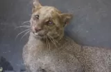 Me pareció ver a un lindo gatito. Era un yaguarundí. MiAmbiente lo rescata