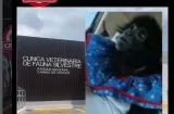 Muerte de mona Karol desata críticas; veterinarios salen al frente