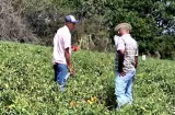 Retrasos y altos costos amenazan cosecha de tomate en Azuero