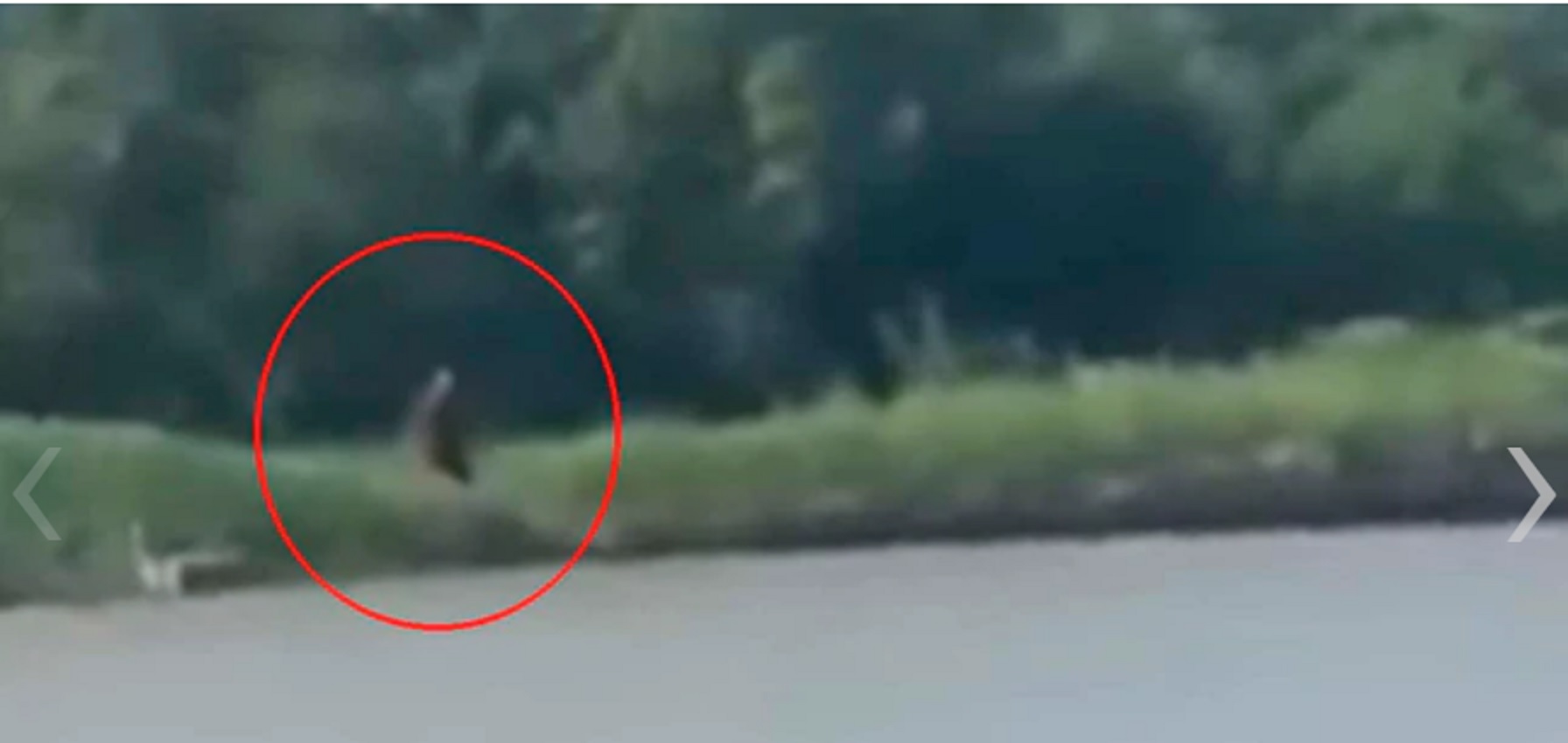 El vídeo de una criatura mitad felino mitad humana que está causando terror  entre la población de Malasia