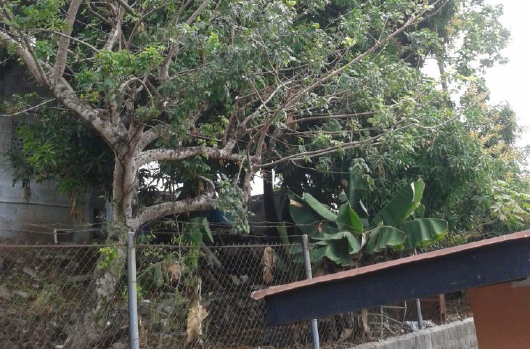 Reportan que este árbol ubicado en el sector de Cerro Batea, corregimiento Belisario Frías, distrito de San Miguelito, es un peligro para los residentes de esta comunidad.  Foto Cortesía
