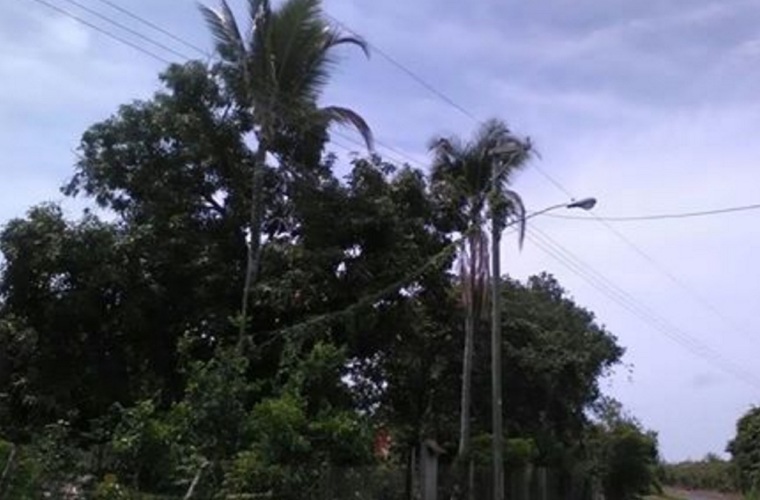 Una enredadera cubre un poste de tendido eléctrico, en la comunidad del Nance de San Carlos.