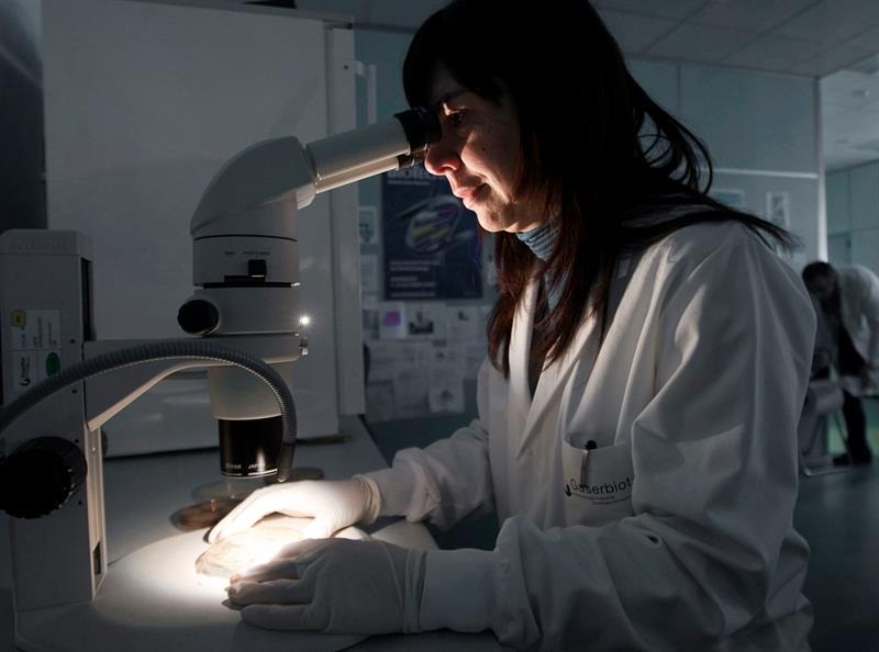 Una científica observa al microscopio unas muestras de cultivos.  /  Foto: EFE Archivo 