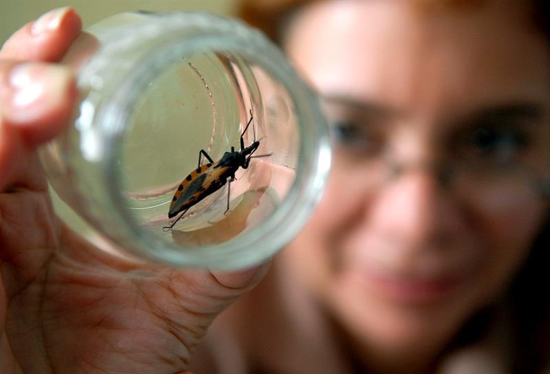 En la foto de archivo un ejemplar de la "chinche picuda", animal transmisor del mal de Chagas.  /  Foto: EFE