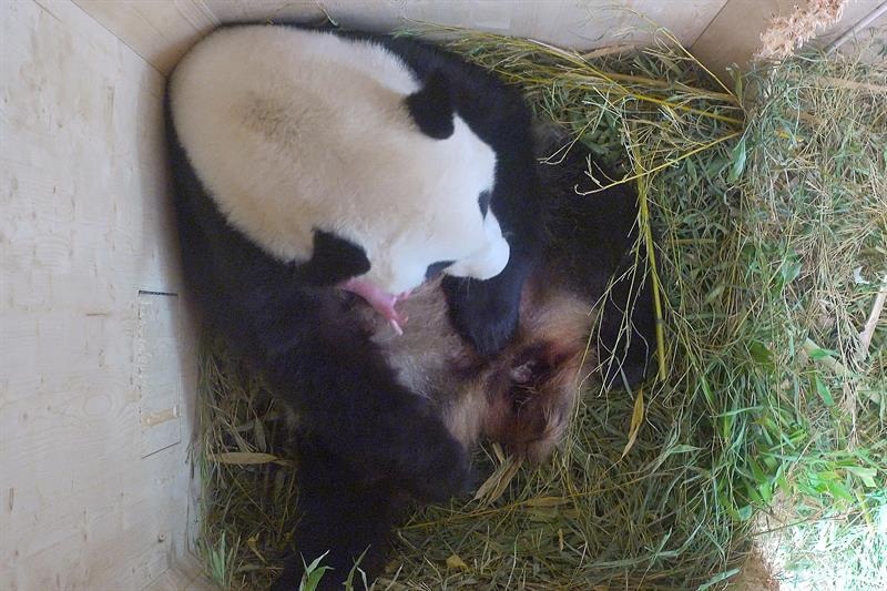 Fotografía facilitada por el zoológico Schönbrunn de Viena, de la cría de oso panda gigante (bajo la cabeza de la madre), nacida el 7 de agosto en dicho zoo, fruto de la copulación natural de los osos Yang Yang y Long Hui el 23 de marzo pasado./ Foto: EFE