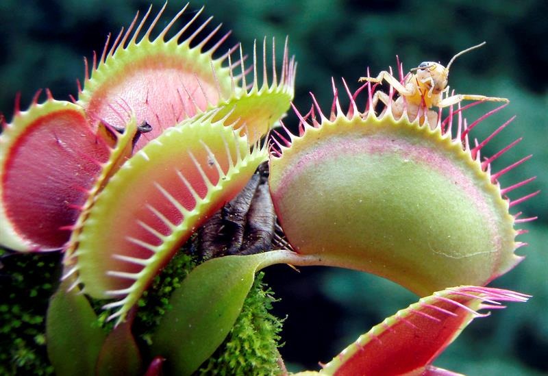 Las plantas carnívoras, también conocidas como plantas insectívoras, son especies que se alimentan de insectos y que crecen en tierras pantanosas y en farallones rocosos.  /  Foto: EFE Archivo