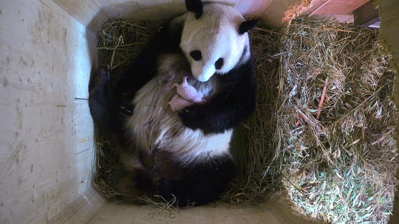 Las (primeras) fotografías solo mostraban un animal", explica el zoológico Schönbrunn de Viena.  /  Foto: EFE