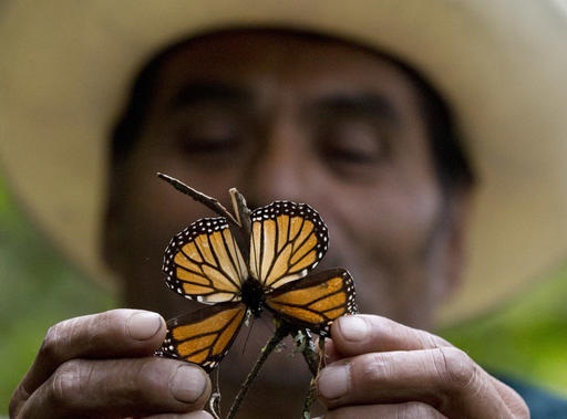 En abril, el gobierno anunció la creación de una unidad policial especial para patrullar las reservas naturales y combatir los delitos ambientales.   /  Foto: AP