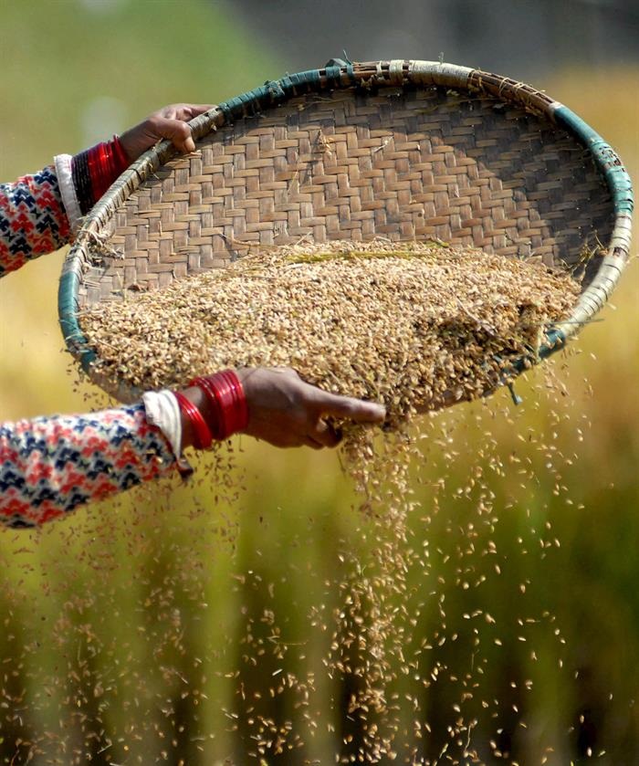 Una campesina nepalesa recogiendo la cosecha de arroz en la villa de Dharmasthali, a las afueras de Katmandú (Nepal).  /  Foto: EFE Archivo