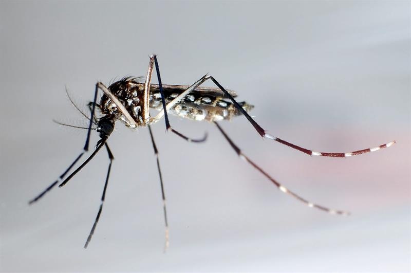 Una persona que tiene el virus del Zika puede transmitirlo a sus parejas sexuales por vía sexual, incluso si no presenta síntomas.  /  Foto: EFE