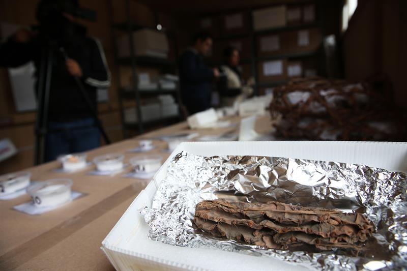 Fotografía de un cactus de unos 4.000 años de antigüedad, posiblemente de la especie alucinógena San Pedro (Echinopsis pachanoi), que sorprendió a un equipo de arqueólogos peruanos al hallarlo en el complejo arqueológico El Paraíso.  /  Foto: EFE