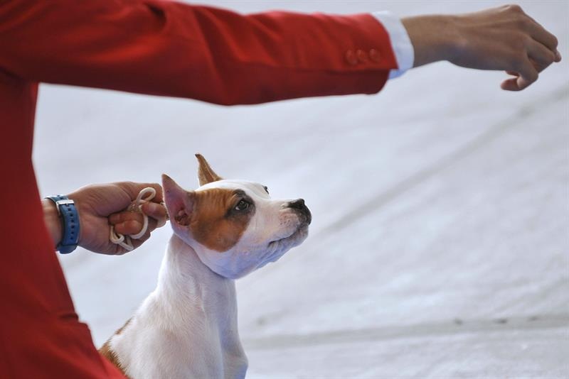 Los perros, al igual que las personas, usan el hemisferio izquierdo para procesar las palabras, y una el derecho para identificar la entonación con que se dicen.  /  Foto: EFE