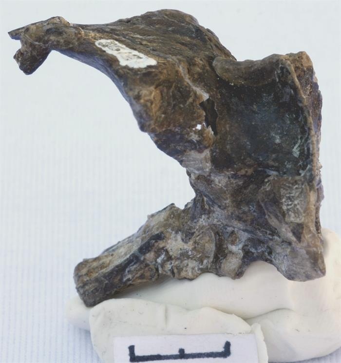 Fotografía cedida por el Consejo Nacional de Investigaciones Científicas y Técnicas de Argentina, del lateral del cráneo perteneciente a los restos fósiles de un reptil volador del período Jurásico hallados en la Patagonia argentina. EFE/Consejo Nacional 