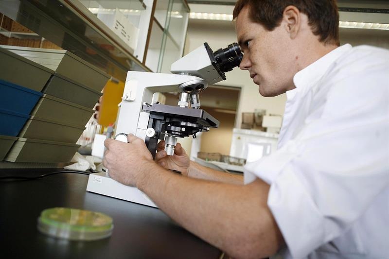 Un investigador utiliza un microscopio en el laboratorio.  /  Foto: EFE Archivo