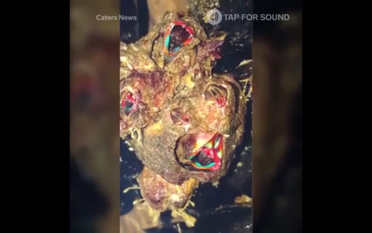 Captura  de video dailymotion.com