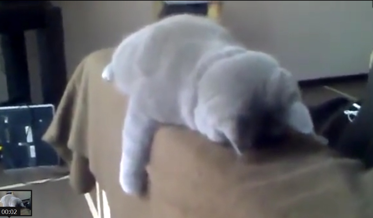 Captura  de video dailymotion.com