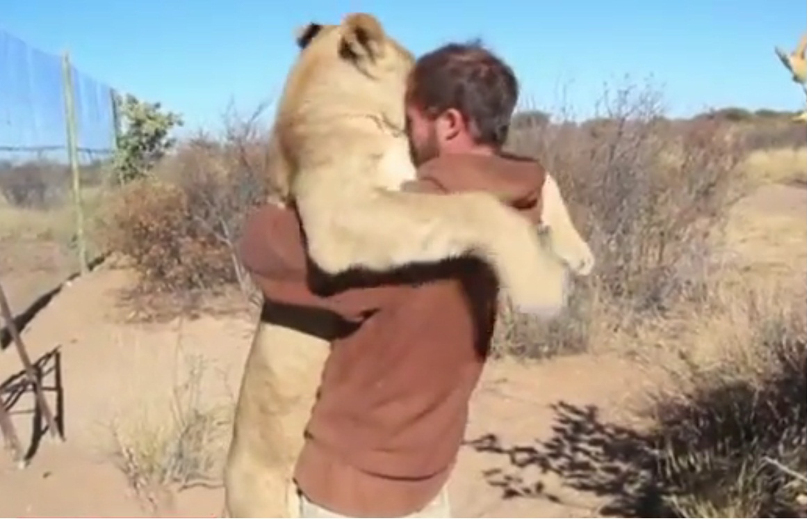 Captura  de video dailymotion.com