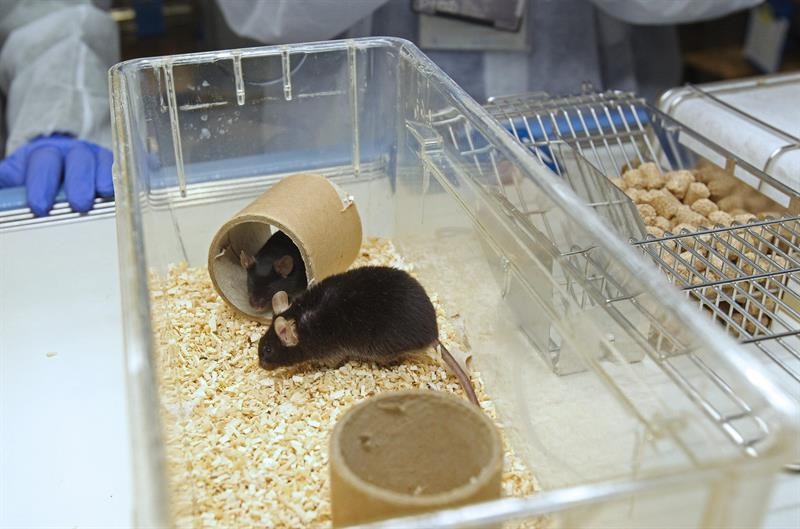 Experimentación con ratones en un laboratorio.  /  Foto: EFE Archivo