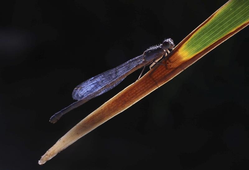 El investigador explicó que las libélulas son predadoras naturales de los mosquitos e importantes indicadores ambientales por lo que su hallazgo cerca a un riachuelo muestra que el agua está en una región preservada. /  Foto: EFE Archivo