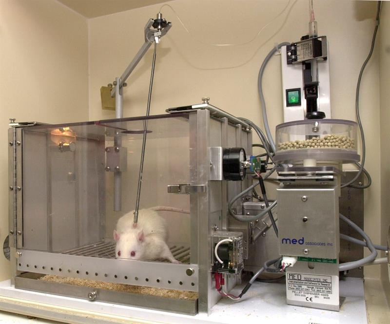 Experimento realizado con ratas de laboratorio.  /  Foto: EFE Archivo
