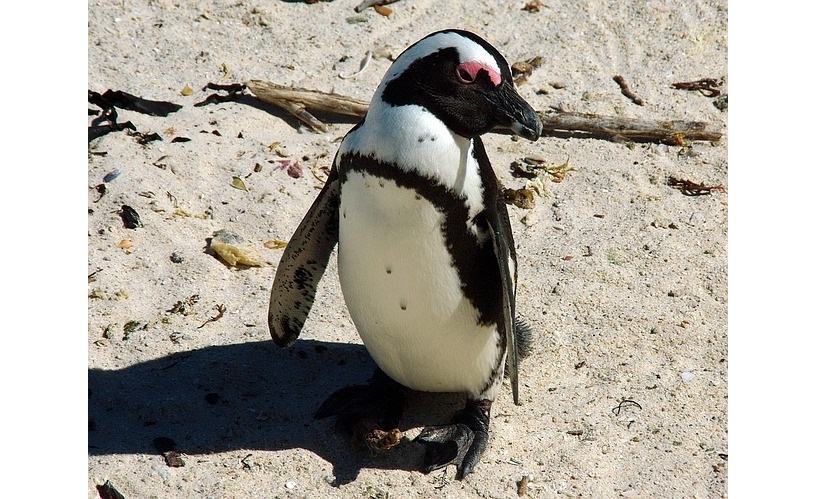 El pingüino de Humboldt es una especie no voladora que habita en la región de la corriente de Humboldt.  /  Foto: Ilustrativa - Pixabay