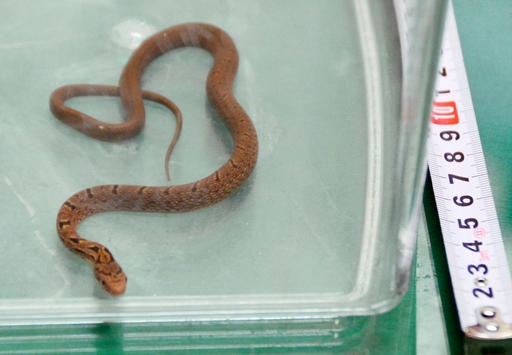 El reptil fue capturado en tren bala, en Hamamatsu, Japón central.  /  Foto: AP