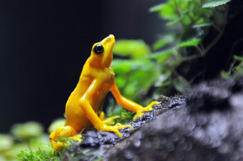 En la imagen, una Rana Dorada. Foto: EFE Archivo