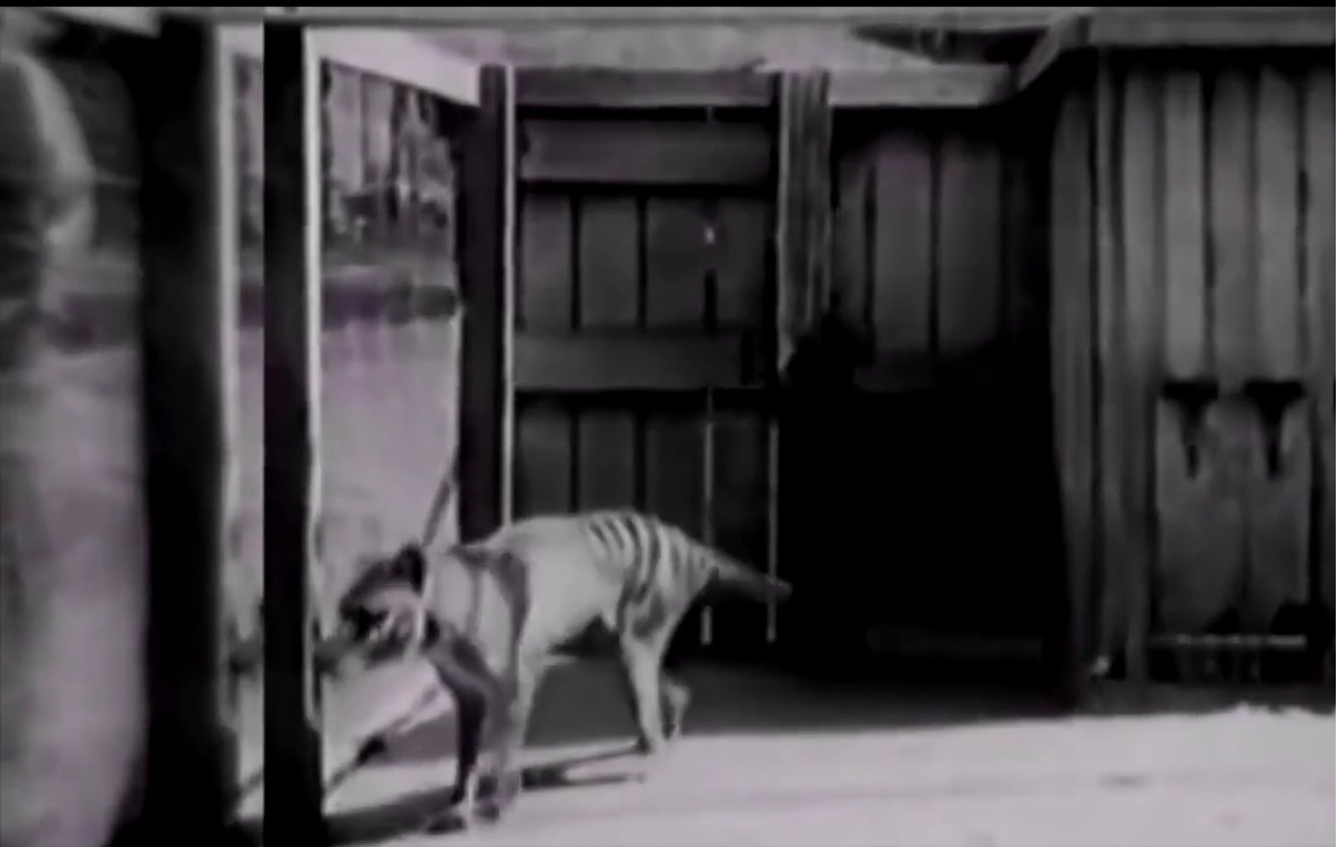 Captura  de video dailymotion.com en la que aparece un tigre de Tasmania.
